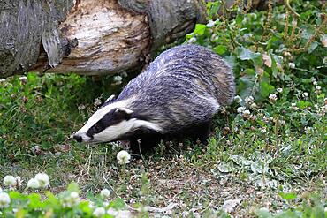 European badger (Meles meles), adult, foraging, meadow, Surrey, England, Great Britain