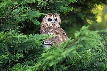 Tawny owl (Strix aluco), adult, in summer, in tree, alert, Surrey, England, Great Britain