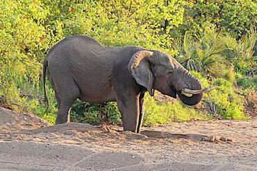 African elephant (Loxodonta africana), adult, on riverbed, water foraging, drinking, digging, foraging, Kruger National Park, South Africa, Africa