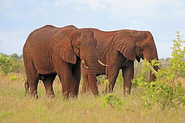 African elephant (Loxodonta africana), adult, two, foraging, Kruger National Park, South Africa, Africa