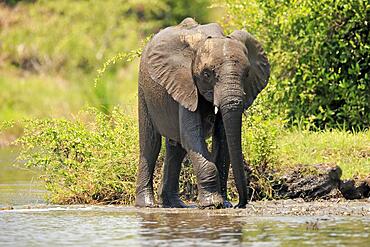 African elephant (Loxodonta africana), young animal, drinking at the water, Kruger National Park, South Africa, Africa