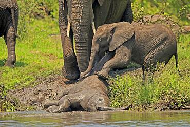 African elephant (Loxodonta africana), young, two, at the water, playing, social behaviour, Kruger National Park, South Africa, Africa