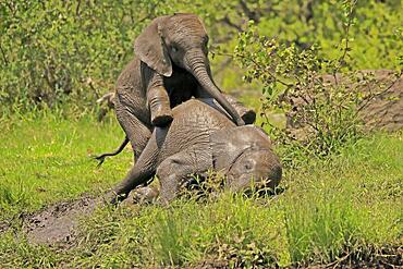 African elephant (Loxodonta africana), young, two, playing, social behaviour, Kruger National Park, South Africa, Africa