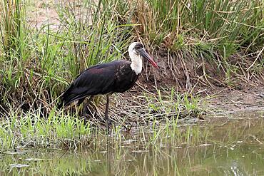 African Woolly-necked Stork (Ciconia microscelis), adult, waterfront, alert, Sabi Sand Game Reserve, Kruger National Park, South Africa, Africa