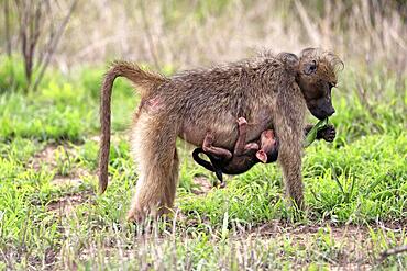 Bear baboon, chacma baboon (Papio ursinus), adult, female, mother, with young, baby, foraging, feeding, Kruger National Park, South Africa, Africa