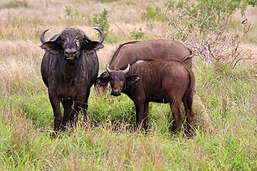 Cape buffalo, black buffalo, African buffalo (Syncerus caffer), adult, feeding, with young, Kruger National Park, South Africa, Africa