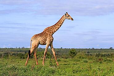 Southern giraffe (Giraffa camelopardalis giraffa), adult, walking, foraging, Kruger National Park, South Africa, Africa