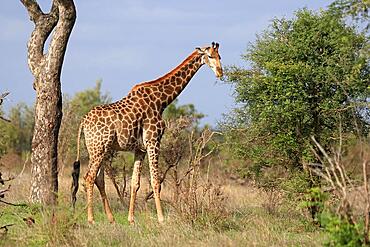 Southern giraffe (Giraffa camelopardalis giraffa), adult, feeding, foraging, Kruger National Park, South Africa, Africa