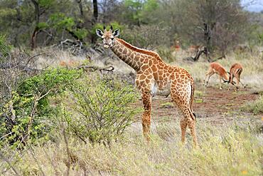 Southern giraffe (Giraffa camelopardalis giraffa), semi-adult juvenile, subadult, foraging, Kruger National Park, South Africa, Africa