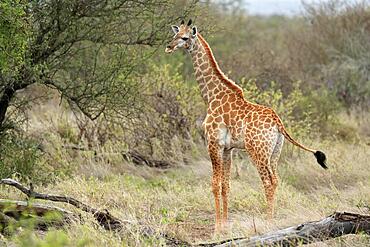 Southern giraffe (Giraffa camelopardalis giraffa), semi-adult juvenile, subadult, foraging, Kruger National Park, South Africa, Africa