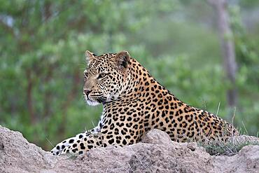 Leopard (Panthera pardus), adult, portrait, lying, on rocks, Sabi Sand Game Reserve, Kruger National Park, South Africa, Africa