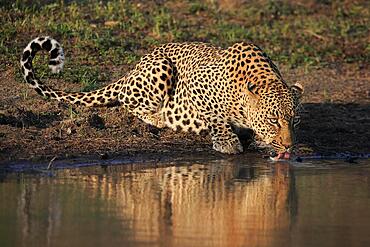 Leopard (Panthera pardus), adult, drinking, at the water, at the waterhole, Sabi Sand Game Reserve, Kruger National Park, South Africa, Africa