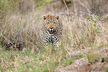 Leopard (Panthera pardus), adult, alert, Sabi Sand Game Reserve, Kruger National Park, South Africa, Africa