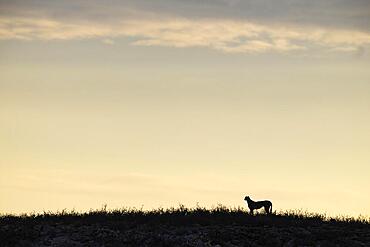 Cheetah (Acinonyx jubatus), Kalahari Desert, Kgalagadi Transfrontier Park, South Africa, Africa