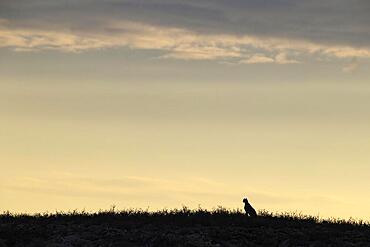 Cheetah (Acinonyx jubatus) . On a rocky ridge. Kalahari Desert, Kgalagadi Transfrontier Park, South Africa, Africa