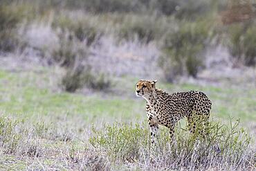 Cheetah (Acinonyx jubatus) . Female. Looking out for prey. Kalahari Desert, Kgalagadi Transfrontier Park, South Africa, Africa