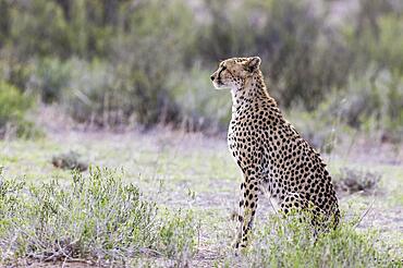 Cheetah (Acinonyx jubatus) . Female. Looking out for prey. Kalahari Desert, Kgalagadi Transfrontier Park, South Africa, Africa