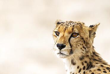 Cheetah (Acinonyx jubatus) . Female. Kalahari Desert, Kgalagadi Transfrontier Park, South Africa, Africa