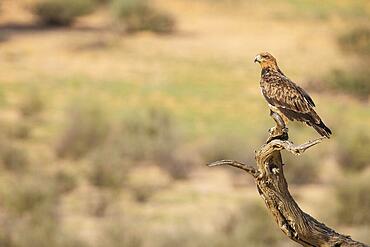 Tawny Eagle (Aquila rapax) . Perching. Kalahari Desert, Kgalagadi Transfrontier Park, South Africa, Africa