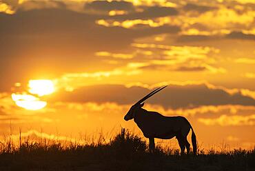 Gemsbok (Oryx gazella) . At sunrise on a grass-grown sand dune. Kalahari Desert, Kgalagadi Transfrontier Park, South Africa, Africa