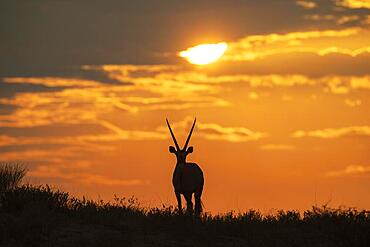 Gemsbok (Oryx gazella) . At sunrise on a grass-grown sand dune. Kalahari Desert, Kgalagadi Transfrontier Park, South Africa, Africa