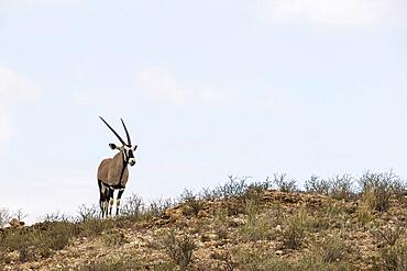 Gemsbok (Oryx gazella) . On a rocky ridge. Kalahari Desert, Kgalagadi Transfrontier Park, South Africa, Africa