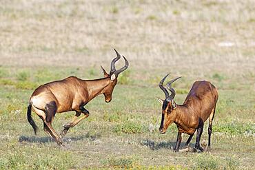 Red Hartebeest (Alcelaphus buselaphus caama) . Fighting bulls. Kalahari Desert, Kgalagadi Transfrontier Park, South Africa, Africa