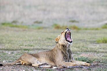 Lion (Panthera leo) . Subadult male. Yawning. Kalahari Desert, Kgalagadi Transfrontier Park, South Africa, Africa