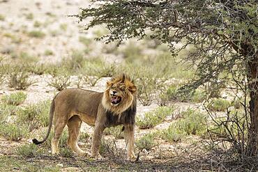 Lion (Panthera leo) . Male doing the flehmen response. Kalahari Desert, Kgalagadi Transfrontier Park, South Africa, Africa