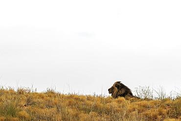 Lion (Panthera leo) . Male. Resting on the ridge of a grass-grown sand dune. Kalahari Desert, Kgalagadi Transfrontier Park, South Africa, Africa