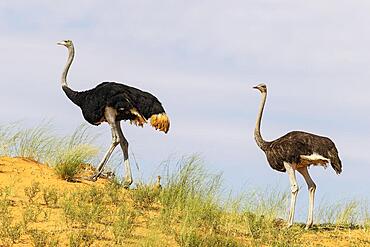 Ostrich (Struthio camelus) . Female on the right and male on the ridge of a grass-grown sand dune. In between them a chick. Kalahari Desert, Kgalagadi Transfrontier Park, South Africa, Africa