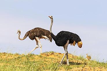 Ostrich (Struthio camelus) . Female on the left and male on the ridge of a grass-grown sand dune. Behing them a chick. Kalahari Desert, Kgalagadi Transfrontier Park, South Africa, Africa