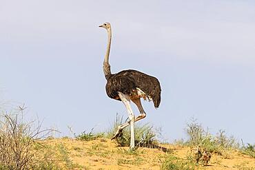 Ostrich (Struthio camelus) . Female with two chicks on the ridge of a grass-grown sand dune. Kalahari Desert, Kgalagadi Transfrontier Park, South Africa, Africa