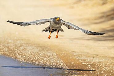 Pale-chanting Goshawk (Melierax canorus) . Flying off a rainwater pool at a gravel road. Kalahari Desert, Kgalagadi Transfrontier Park, South Africa, Africa