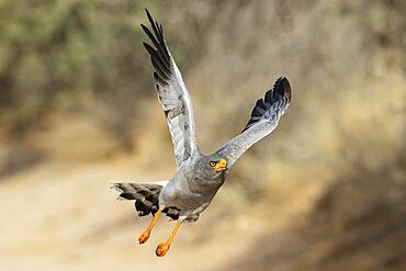 Pale-chanting Goshawk (Melierax canorus) . Flying. Kalahari Desert, Kgalagadi Transfrontier Park, South Africa, Africa