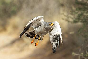 Pale-chanting Goshawk (Melierax canorus) . Flying. Kalahari Desert, Kgalagadi Transfrontier Park, South Africa, Africa