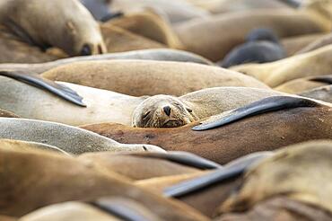 Cape Fur Seal (Arctocephalus pusillus) . Resting. Cape Cross Seal Reserve, Skeleton Coast, Dorob National Park, Namibia, Africa