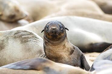 Cape Fur Seal (Arctocephalus pusillus) . Pup. Cape Cross Seal Reserve, Skeleton Coast, Dorob National Park, Namibia, Africa