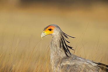 Secretary Bird (Sagittarius serpentarius) . Kalahari Desert, Kgalagadi Transfrontier Park, South Africa, Africa