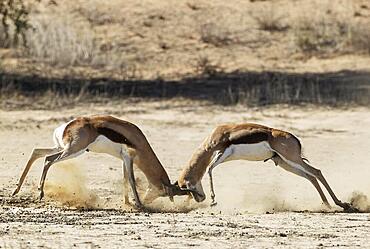 Springbok (Antidorcas marsupialis) . Fighting males. Kalahari Desert, Kgalagadi Transfrontier Park, South Africa, Africa