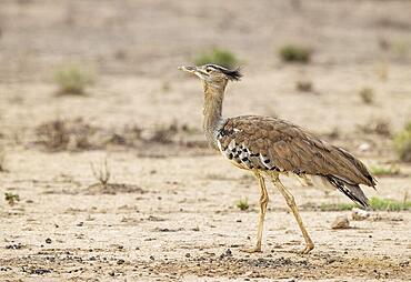 Kori Bustard (Ardeotis kori) . Kalahari Desert, Kgalagadi Transfrontier Park, South Africa, Africa