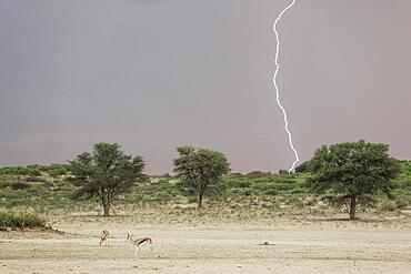 Springbok (Antidorcas marsupialis) . In the dry bed of the Nossob river. During the rainy season with thunderstorm and lightning. Kalahari Desert, Kgalagadi Transfrontier Park, South Africa, Africa