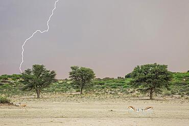 Springbok (Antidorcas marsupialis) . In the dry bed of the Nossob river. During the rainy season with thunderstorm and lightning. Kalahari Desert, Kgalagadi Transfrontier Park, South Africa, Africa