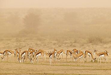 Springbok (Antidorcas marsupialis) . During a sandstorm in the dry bed of the Nossob river. Kalahari Desert, Kgalagadi Transfrontier Park, South Africa, Africa