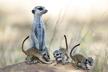 Suricate (Suricata suricatta) . Also called Meerkat. Female with three playful young at their burrow. On the lookout. Kalahari Desert, Kgalagadi Transfrontier Park, South Africa, Africa