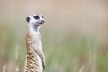 Suricate (Suricata suricatta) . Also called Meerkat. Female on the lookout. Kalahari Desert, Kgalagadi Transfrontier Park, South Africa, Africa