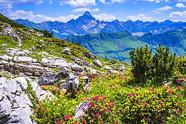 Alpine rose blossom, rhododendron, Koblat high trail on the Nebelhorn, behind it the Hochvogel, 2592m, Allgaeu Alps, Allgaeu, Bavaria, Germany, Europe