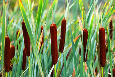 Cattail (Typha), leaves, Pfrunger-Burgweiler Ried, Baden-Wuerttemberg, Germany, Europe