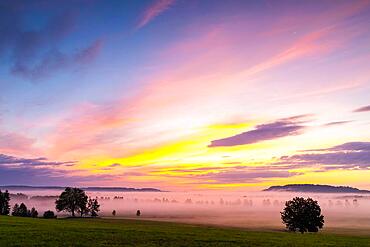 Riedstrasse, avenue, birch (Betula), birch family (Betulaceae), fog, dawn, Pfrunger-Burgweiler Ried, Baden-Wuerttemberg, Germany, Europe