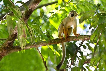 Male Guianan squirrel monkey or Common Squirrel Monkey (Saimiri sciureus) in a tree, Amazonia, Brazil, South America